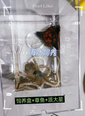 海洋生物包活章鱼非长八带海水观赏鱼活体章鱼乌贼水母保罗宠物