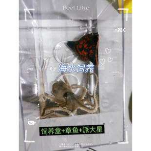 海洋生物包活章鱼非长八带海水观赏鱼活体章鱼乌贼水母保罗宠物