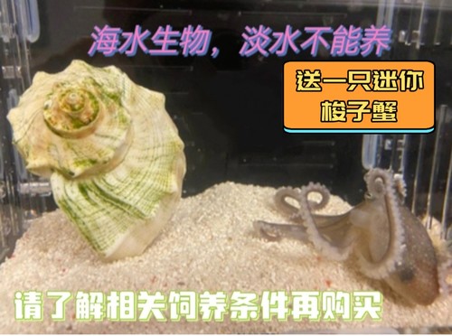 活体章鱼贵族迷你宠物