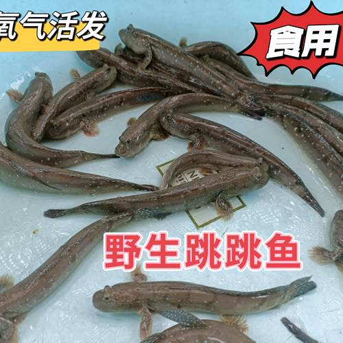 跳跳鱼食用花跳弹涂鱼弹胡鲜活澜胡温州滩涂鱼包鲜录视频打包发货
