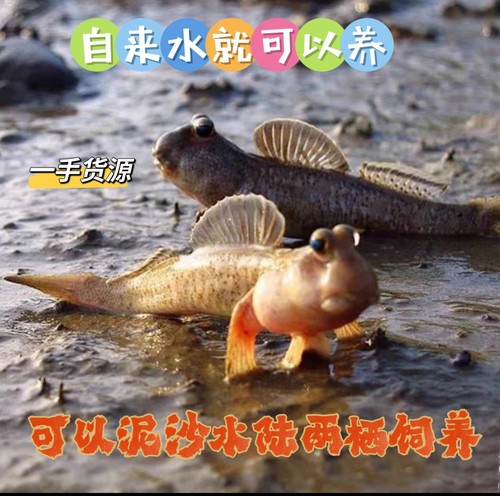 跳跳鱼宠物弹涂鱼红鳍淡水鱼观赏鱼海水鱼滩涂鱼易养易活单品包损
