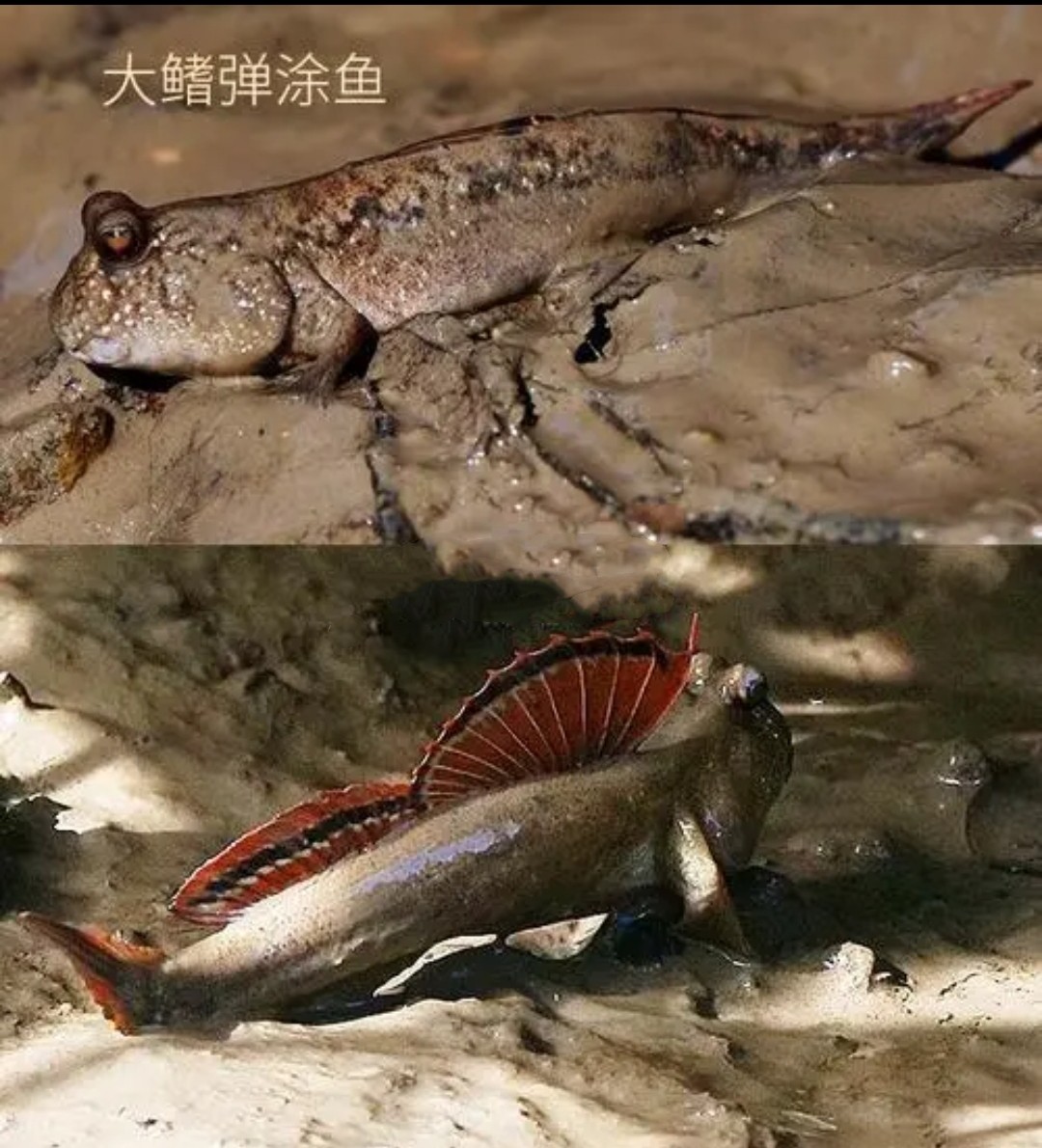 滩涂鱼跳跳鱼弹涂鱼淡水红鳍蓝鳍灰鳍长鳍