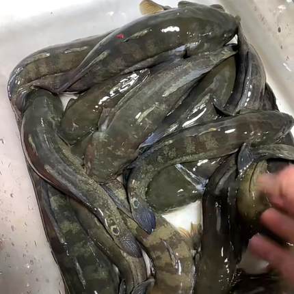 鲜活蟹虎鱼涂鳗杜鳗中华鲟虎鱼各种规格大号野采滋补