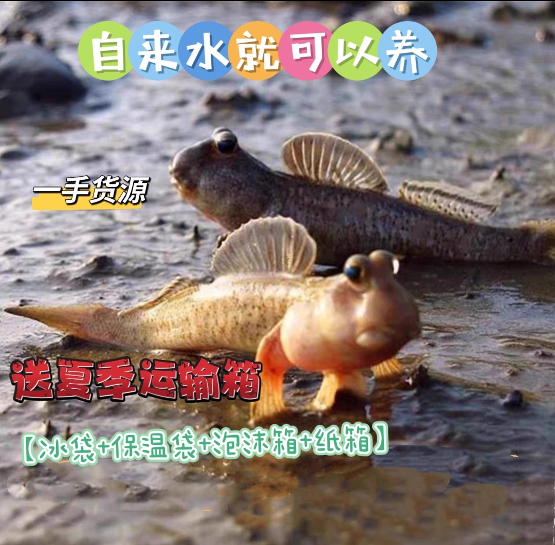 跳跳鱼宠物弹涂鱼红鳍淡水鱼观赏鱼
