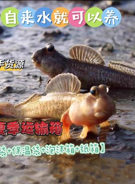 跳跳鱼宠物弹涂鱼红鳍淡水鱼观赏鱼海水鱼滩涂鱼易养易活单品包损