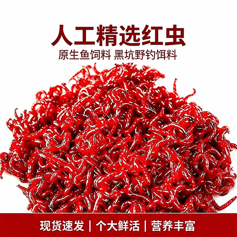 鲜活红虫活饵野钓黑坑拉饵图片
