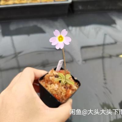 樱叶捕虫堇 食虫植物盆栽重瓣绿植办公室花卉水培捕蝇草吃