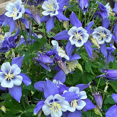 大花耧斗菜盆栽地栽花卉花苗秋植耐寒多年生宿根花卉阳台庭院盆栽