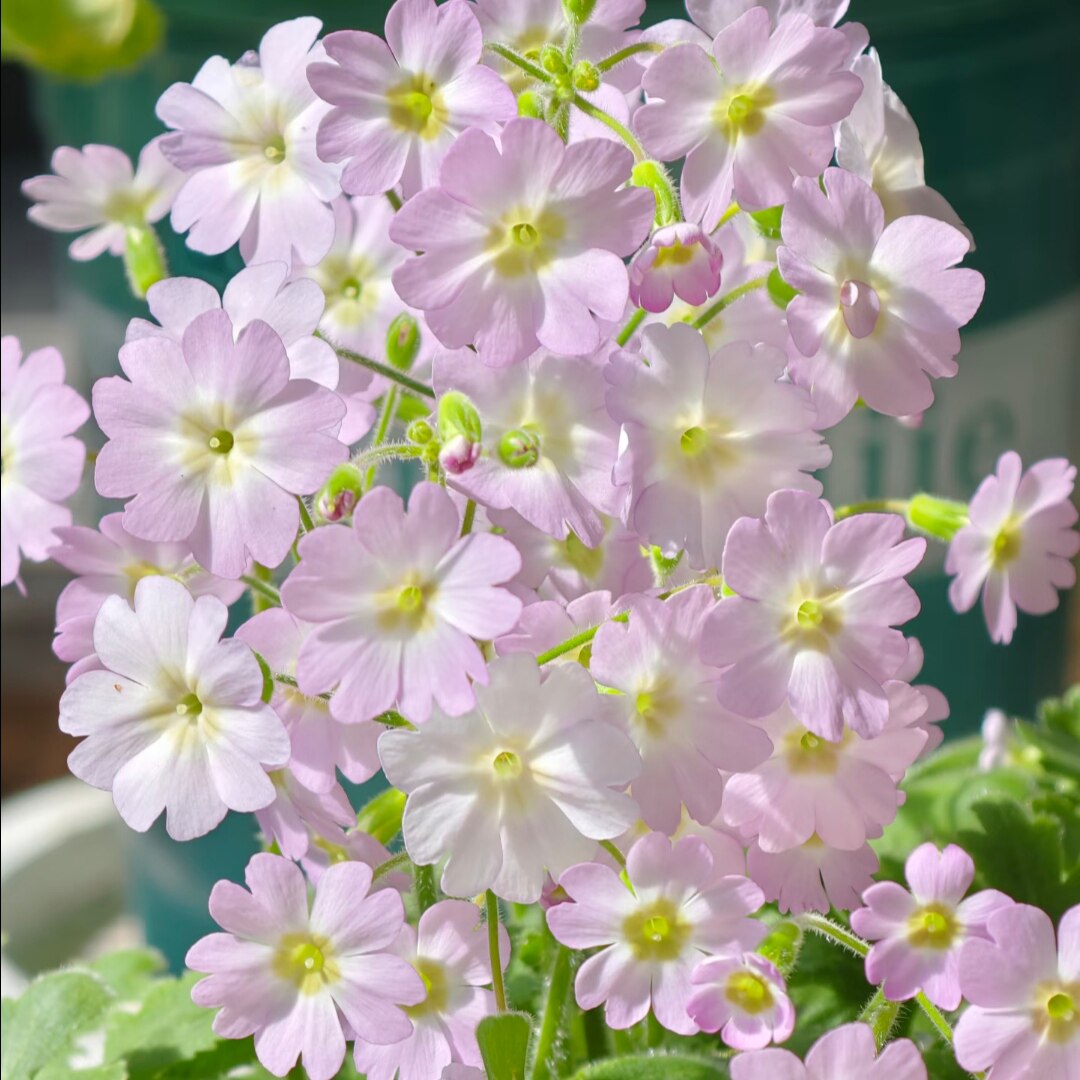 陕西羽衣报春花 花苗 喜凉花卉 易爆花植物 年宵花卉彩云报春