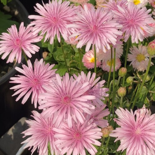 粉色小清新蒲公英盆栽耐热耐寒庭院阳台好养活易爆花植物