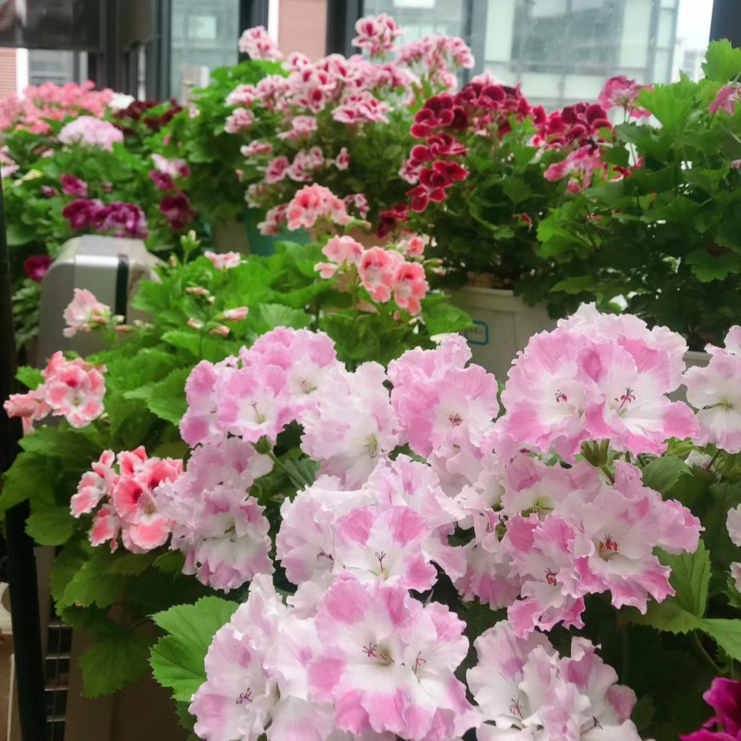 蝴蝶梅度夏(老桩)苗好养花卉多年生花卉阳台庭院盆栽大花天竺葵