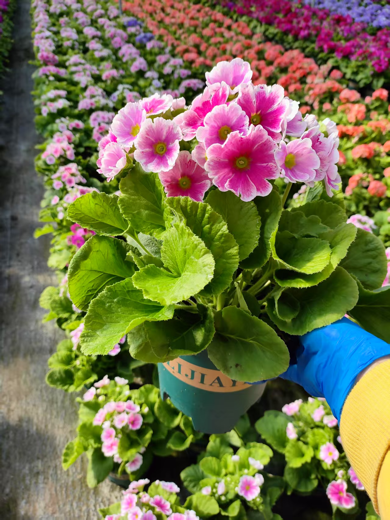 四季樱草盆栽报春花卉 花苗 喜凉花卉 易爆花植物 年宵花卉好养花