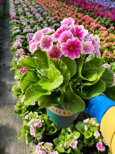 易爆花植物 四季 喜凉花卉 花苗 年宵花卉好养花 樱草盆栽报春花卉