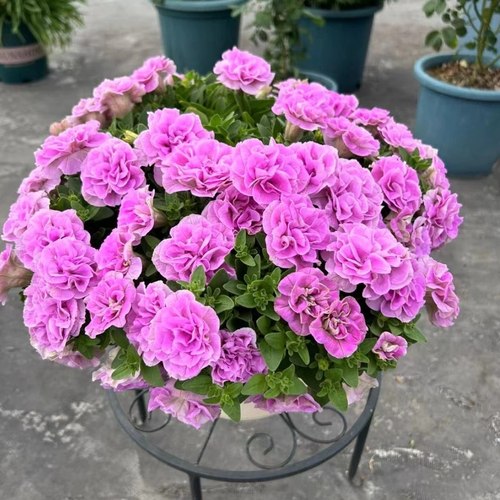 重瓣大花矮牵牛花盆栽矮牵牛花苗阳台庭院植物容易爆盆大花牵牛