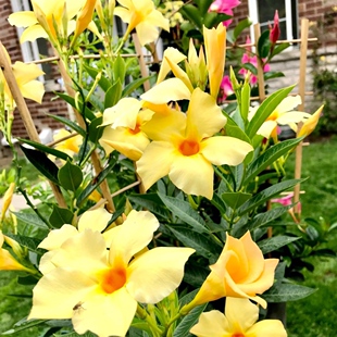 飘香藤盆栽花卉 双喜藤 爬藤植物花期长 常年开花植物好养活包邮