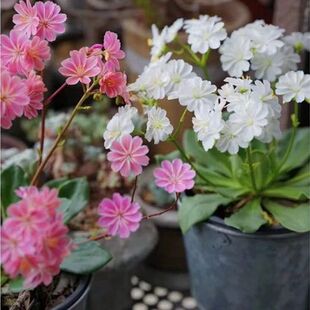 露薇花盆栽花卉 花苗 琉苇草 花期长 阳台客厅植物美观包邮