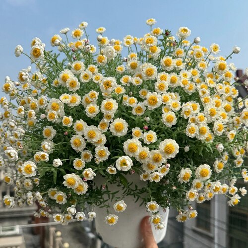 纸鳞托菊网红灵动小花植物多年生耐寒植物易爆花盆栽