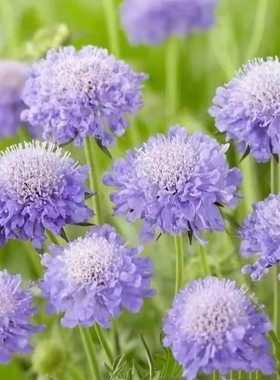 蓝盆花盆栽带花庭院阳台花卉耐热耐寒花卉多年生植物花期长