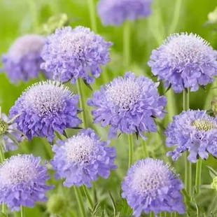 蓝盆花盆栽带花庭院阳台花卉耐热耐寒花卉多年生植物花期长