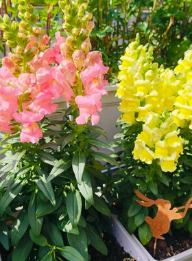 金鱼草盆栽花卉矮生品种耐寒花期长多年生植物阳台庭院花卉