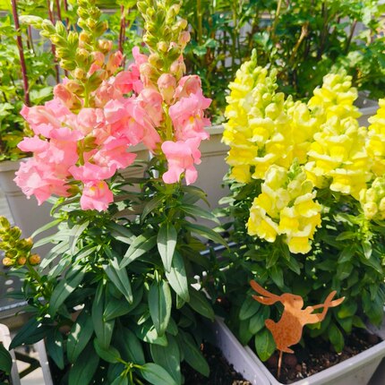 金鱼草盆栽花卉矮生品种耐寒花期长多年生植物阳台庭院花卉