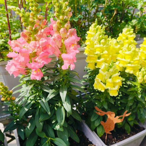 金鱼草盆栽花卉矮生品种耐寒花期长多年生植物阳台庭院花卉