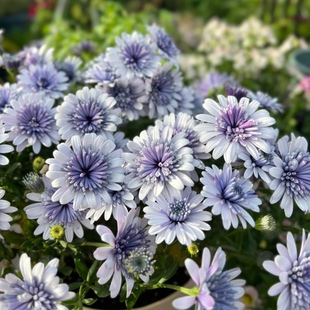 南非万寿菊 阳台 花苗 易爆盆花卉 庭院花 花期长植物 蓝目菊花