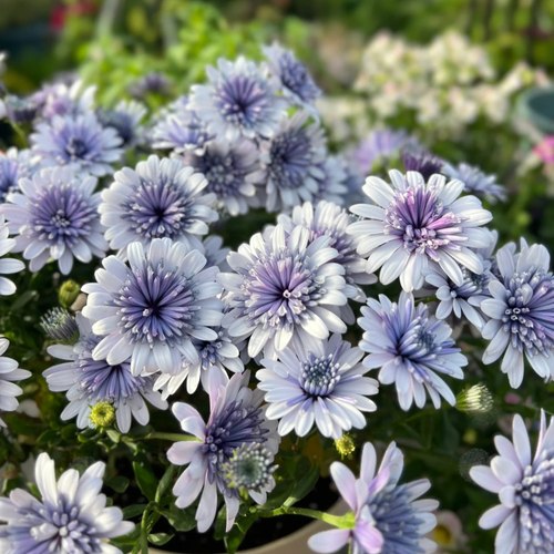 蓝目菊花 南非万寿菊 花苗 花期长植物 易爆盆花卉 阳台 庭院花