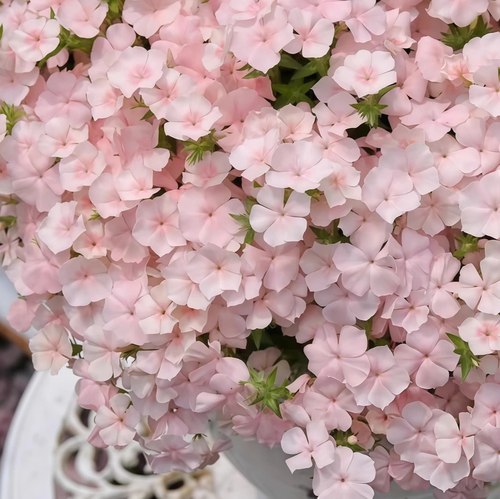 粉色情书福禄考盆栽爱诗情书系列春季室内阳台庭院好养易爆花花卉