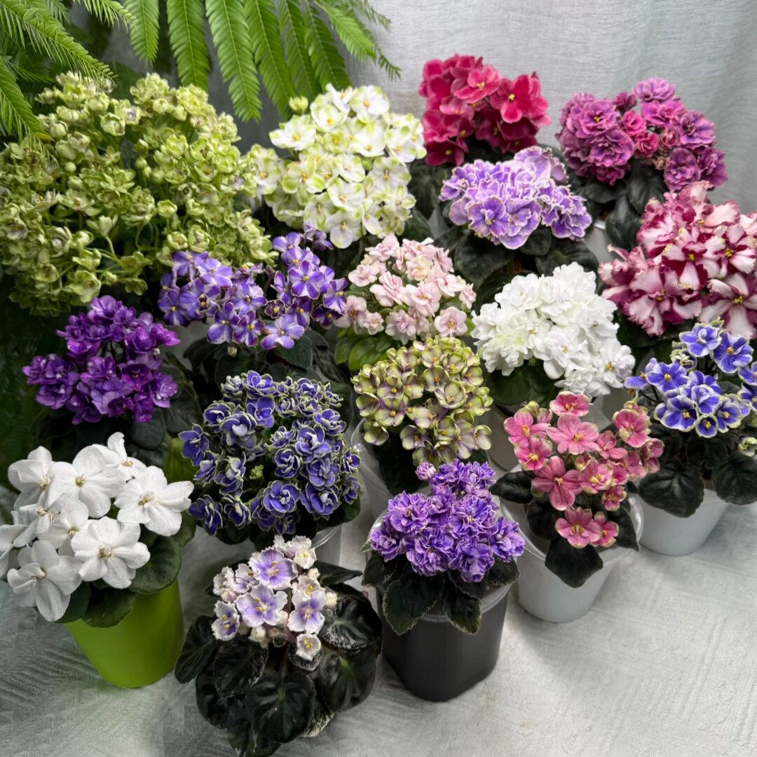 非洲堇花 花期长 好养花卉 多年生植物 室内办公室包邮