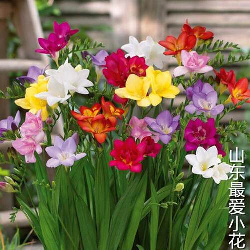 香雪兰多年生花卉阳台春天多年生