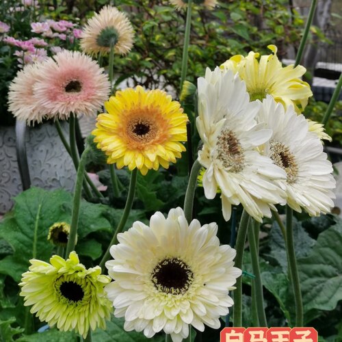 高杆非洲菊盆栽花 好养的开花植物 花期长多年生花庭院阳台好养