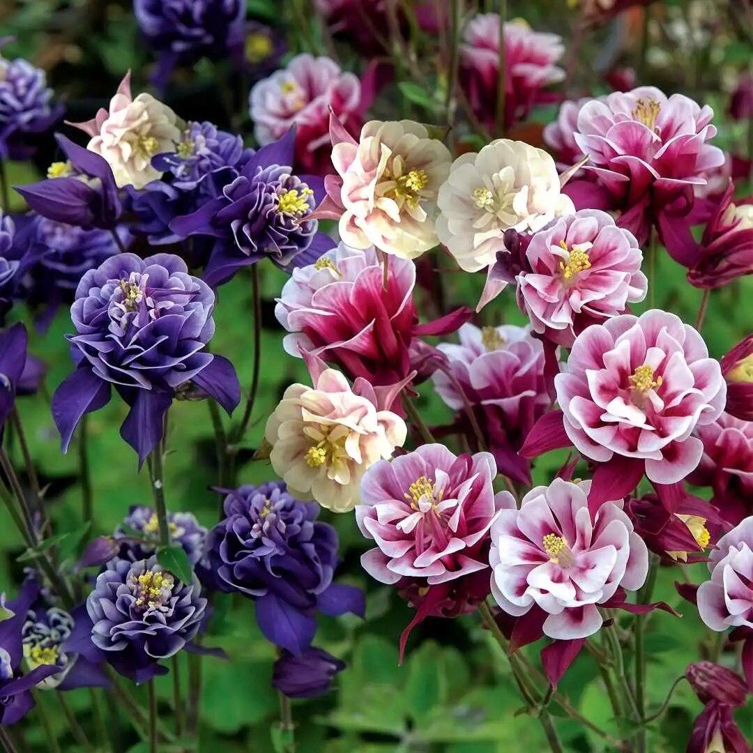 重瓣耧斗菜盆栽地栽花卉花苗秋植耐寒多年生宿根花卉阳台庭院盆栽,鲜花速递/花卉仿真/绿植园艺,宿根/地被植物,淘宝优惠券,粉丝福利购,淘宝优惠卷
