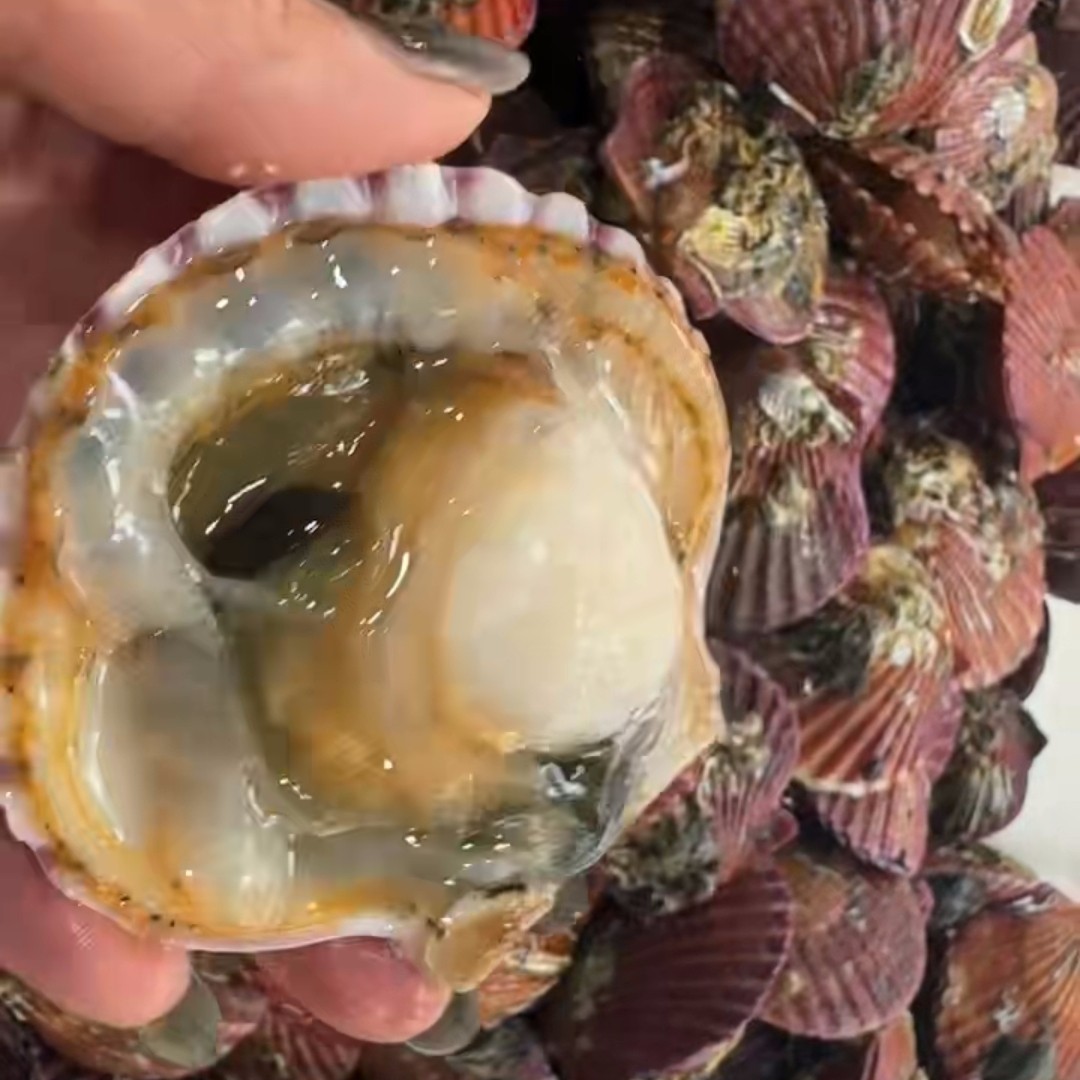 大连扇贝鲜活海鲜水产新鲜野生贝类烧烤蒜蓉港湾贝小红贝顺丰包邮