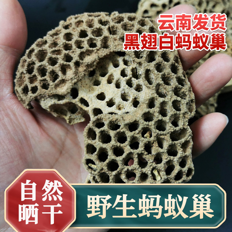 正宗云南野生蚂蚁巢 鸡枞白蚂蚁