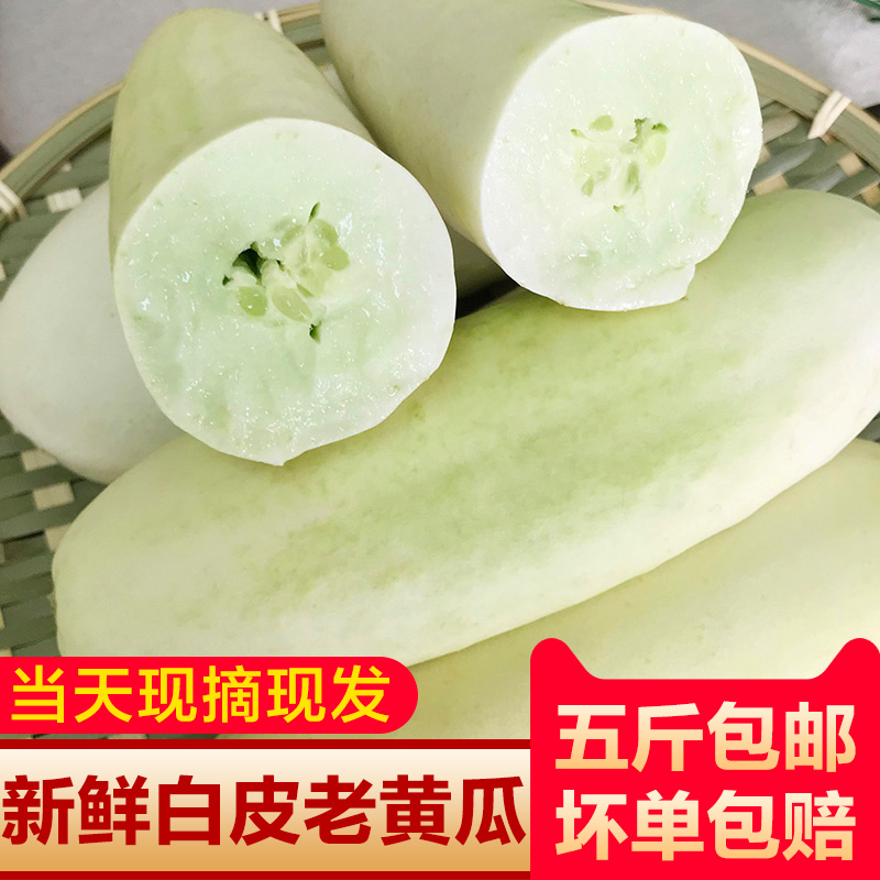 新鲜白黄瓜湖北农家自种白皮老黄瓜生吃旱菜玉瓜本地应季蔬菜瓜果 水产肉类/新鲜蔬果/熟食 黄瓜 原图主图