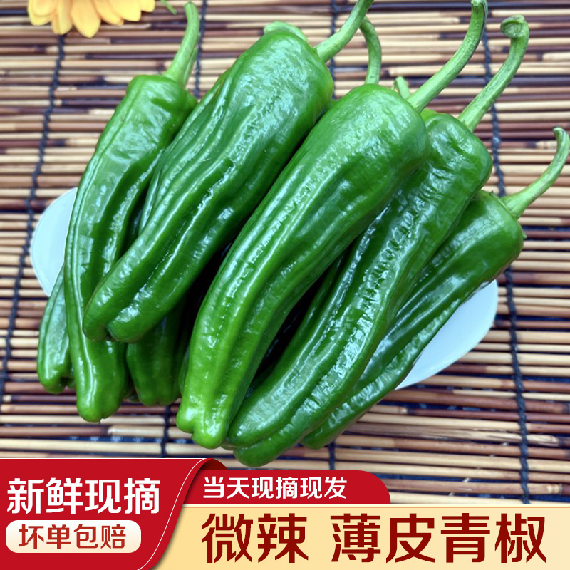 薄皮青椒虎皮辣椒新鲜现摘现发