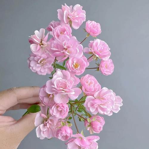 樱板超微月丰花勤花柱形矮小适合阳台种植扦插多季绿植花卉扦插苗