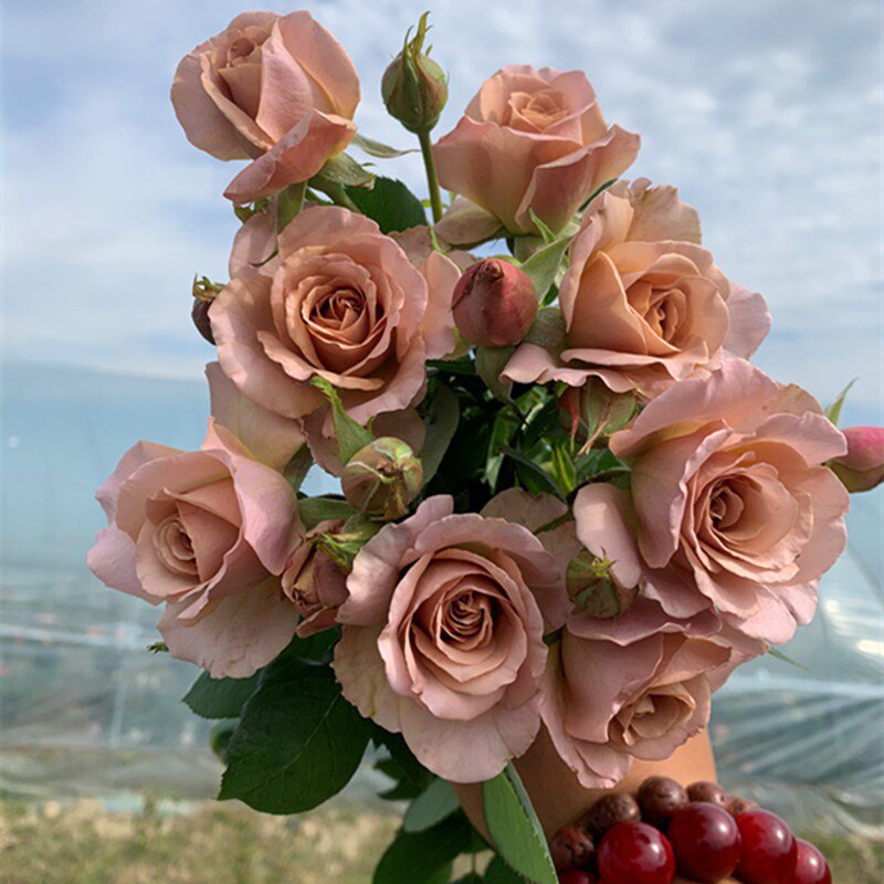 新品月季思念月季多季勤花别墅花园紫色多变盆栽植物小苗