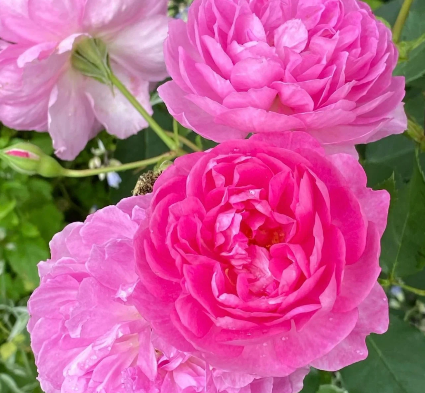 超新品月季日本醺月季日月灌木粉色耐热庭院阳台盆栽多季开花小苗,鲜花速递/花卉仿真/绿植园艺,月季/蔷薇/玫瑰,淘宝优惠券,粉丝福利购,淘宝优惠卷