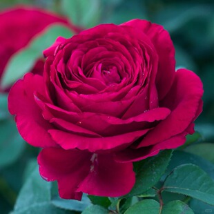 风中的玫瑰灌木浓香大花多季勤花绿植花卉阳台庭院新手盆栽地载苗