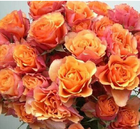 月季真品复古棕色月季复古色灌木切花庭院多季阳台花卉浓香小苗