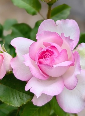 新品玛莎木村藤本丰花勤花浓香多季仙气新手爬墙花柱拱门盆栽地载