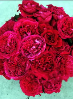 浩田花苑灌木大花阳台庭院绿植多季 皇家胭脂月季花苗 扦插