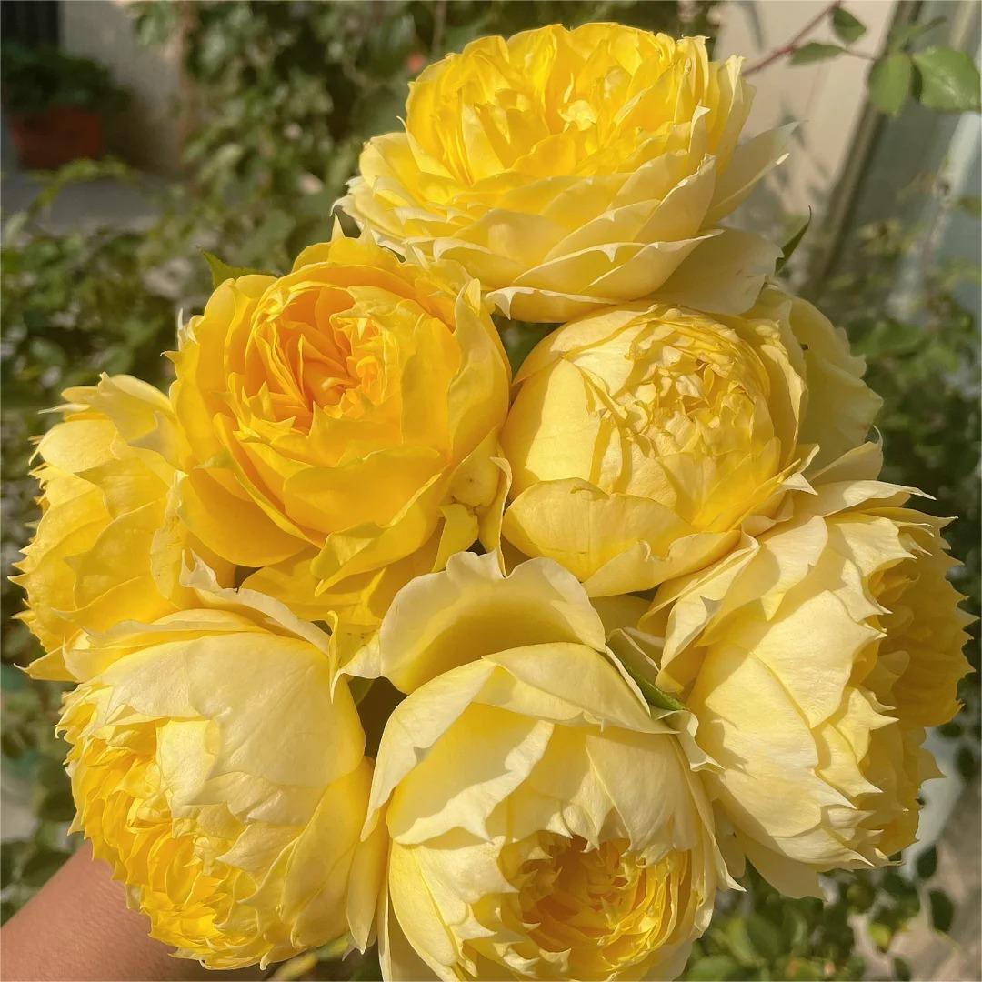 大花月季阳光古董月季花小苗浓香玫瑰花包对版多季阳台花卉绿植