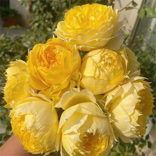 大花月季阳光古董月季花小苗浓香玫瑰花包对版多季阳台花卉绿植