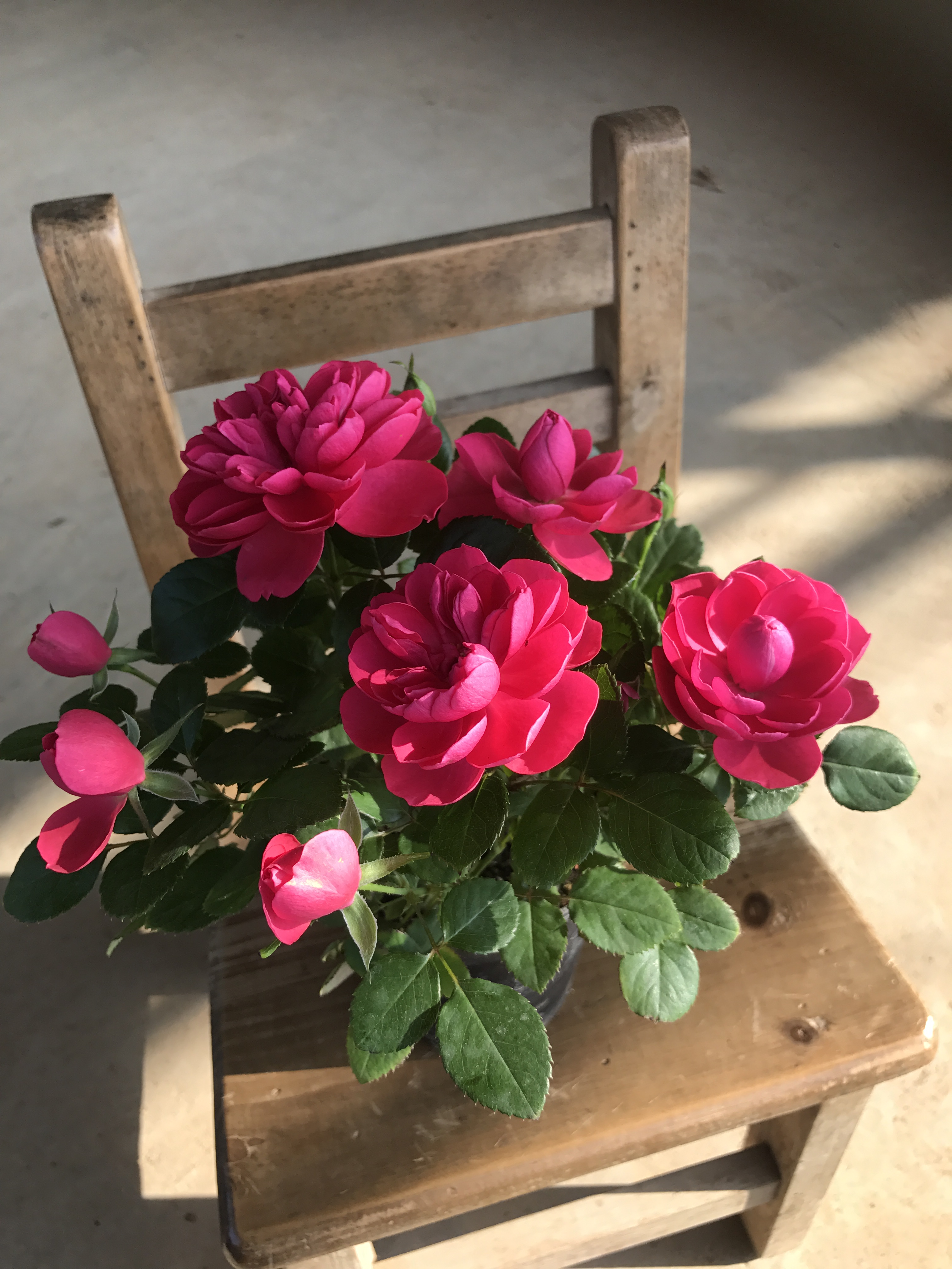 微型月季香奈儿大花抗病对版绿植