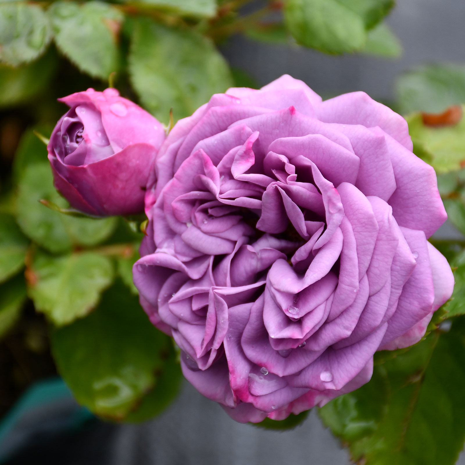 推荐丰花月季微蓝月季花蓝紫色耐热耐寒花大香味四季花园花卉小苗