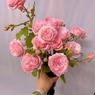 安索菲比克灌木浓香大花勤花丰花盆栽地载阳台庭院绿植花卉月季苗