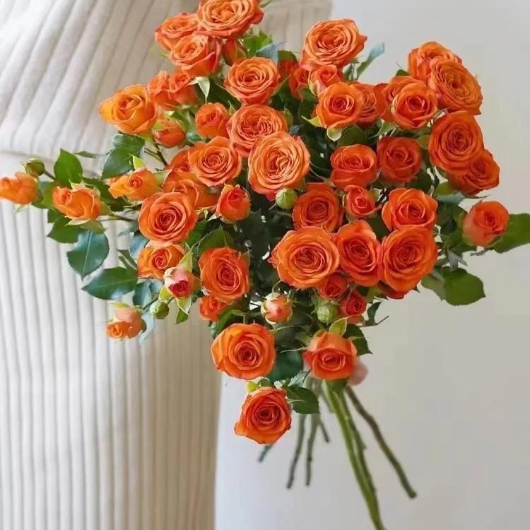 橙色芭比多头勤花丰花多季橙色月季阳台庭院绿植花卉月季扦插小苗